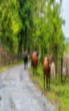 Bulls grazing on grass on side of road