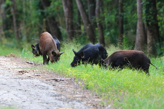 Feral hogs eating grass