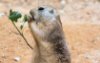 Prairie dog eating a plant