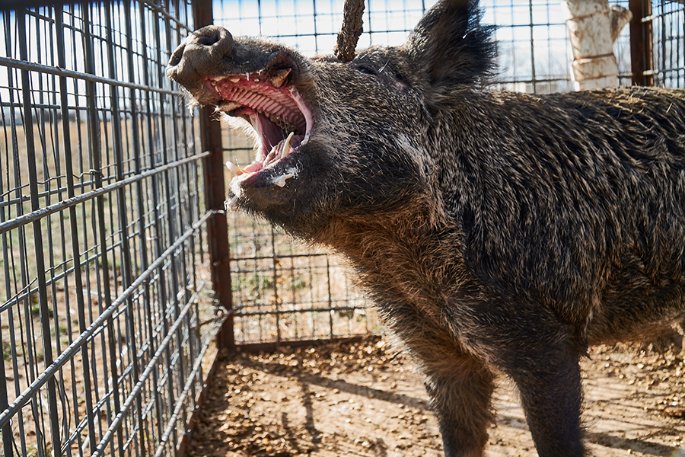 Feral hog in a cage